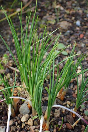 Crocus sativus / Saffron Crocus, D Botan. Gar.  Universit.  Heidelberg 23.10.2021