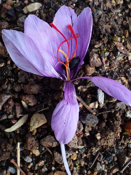 Crocus sativus / Saffron Crocus, D Botan. Gar.  Universit.  Heidelberg 23.10.2021