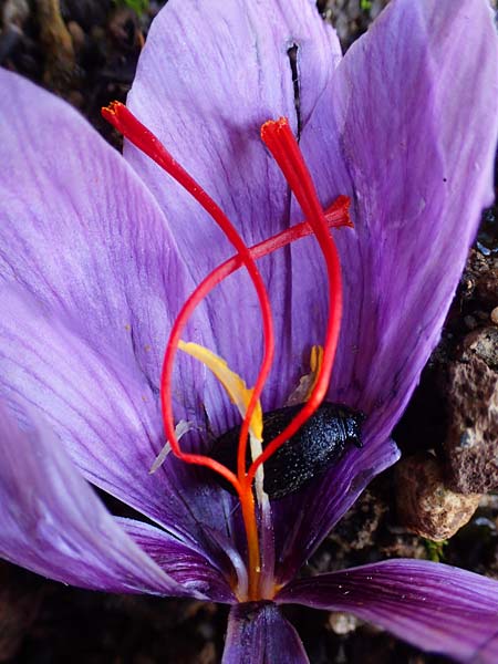 Crocus sativus / Saffron Crocus, D Botan. Gar.  Universit.  Heidelberg 23.10.2021