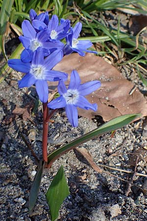 Scilla sardensis \ Sardes-Schneeglanz, Dunkle Sternhyazinthe / Sardes Glory of the Snow, D Ludwigshafen 9.3.2022