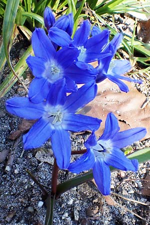 Scilla sardensis \ Sardes-Schneeglanz, Dunkle Sternhyazinthe / Sardes Glory of the Snow, D Ludwigshafen 9.3.2022