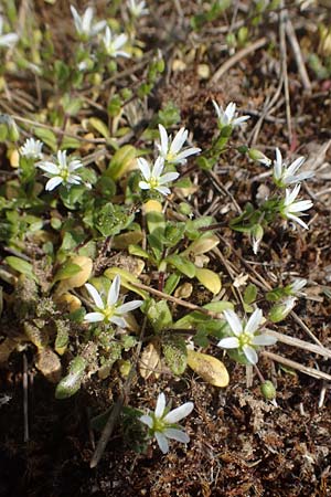 Cerastium semidecandrum \ Sand-Hornkraut, D Viernheim 21.3.2022