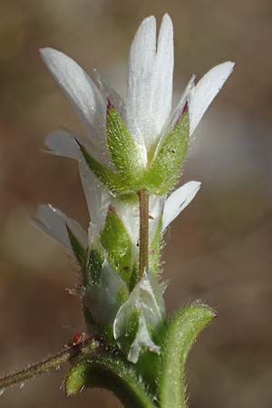 Cerastium semidecandrum \ Sand-Hornkraut, D Viernheim 21.3.2022
