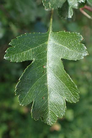 Crataegus x subsphaerica \ Verschiedenz�hniger Wei�dorn / Hybrid Hawthorn, D Hardheim 28.5.2022