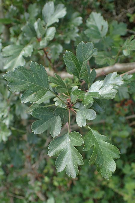 Crataegus x subsphaerica \ Verschiedenz�hniger Wei�dorn / Hybrid Hawthorn, D Hardheim 28.5.2022