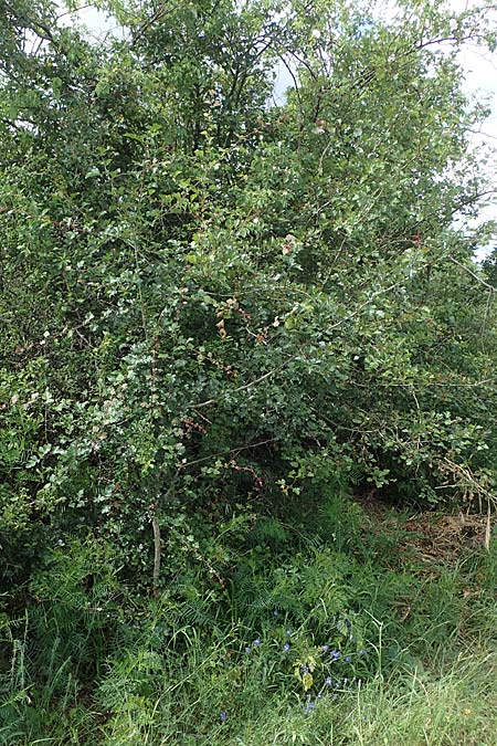 Crataegus x subsphaerica \ Verschiedenz�hniger Wei�dorn / Hybrid Hawthorn, D Hardheim 28.5.2022