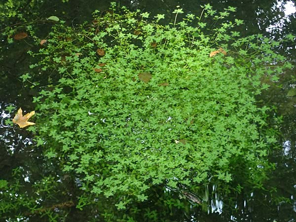 Callitriche platycarpa \ Breitfr�chtiger Wasserstern / Various-Leaved Water Starwort, D Heidelberg 12.8.2023