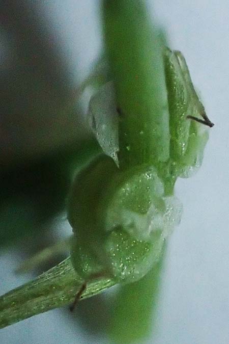 Callitriche platycarpa \ Breitfr�chtiger Wasserstern / Various-Leaved Water Starwort, D Heidelberg 12.8.2023