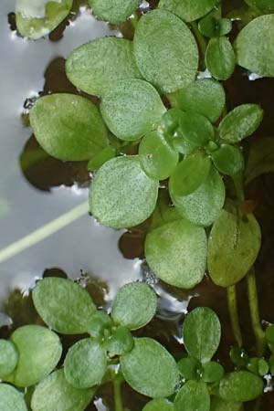 Callitriche stagnalis \ Teich-Wasserstern / Pond Water Starwort, D Bad K&ouml;nig 20.7.2024