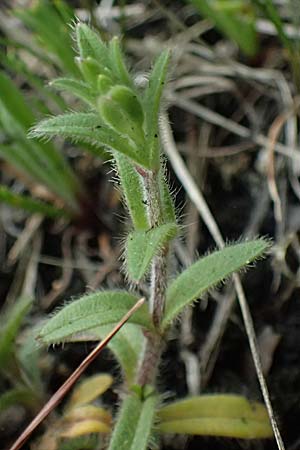 Cerastium subtetrandrum \ Vierm�nniges Hornkraut, D Friedberg 4.5.2025