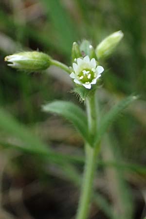 Cerastium subtetrandrum \ Vierm�nniges Hornkraut, D Friedberg 4.5.2025
