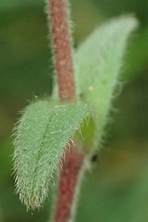 Cerastium subtetrandrum \ Vierm�nniges Hornkraut, D Friedberg 4.5.2025