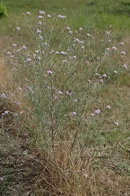 Centaurea stoebe, Canadian Fleabane