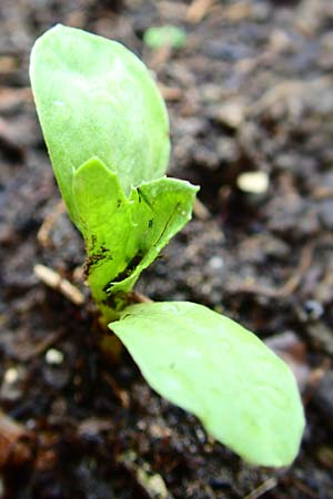 Carthamus tinctorius \ F�rberdistel, Saflor, D Mannheim 5.6.2016