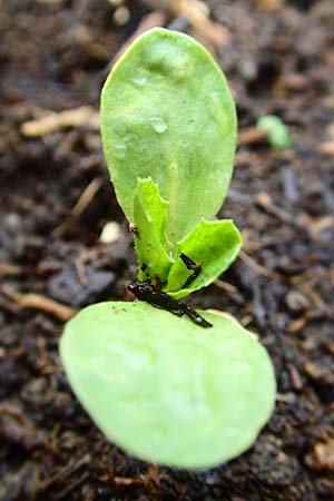 Carthamus tinctorius \ F�rberdistel, Saflor, D Mannheim 5.6.2016