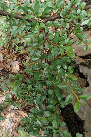 Cotoneaster divaricatus \ Sparrige Zwergmispel, Gl�nzende Zwergmispel / Spreading Cotoneaster, D Seeheim an der Bergstra&szlig;e 12.6.2019