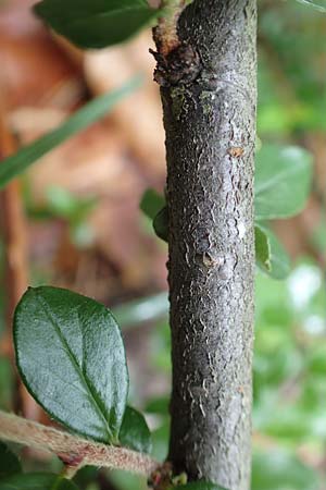 Cotoneaster divaricatus \ Sparrige Zwergmispel, Gl�nzende Zwergmispel / Spreading Cotoneaster, D Seeheim an der Bergstra&szlig;e 12.6.2019