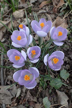 Crocus vernus s.l., Spring Crocus