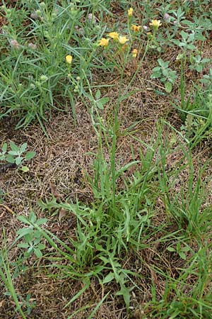Crepis tectorum, Dach-Pippau
