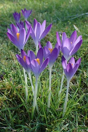 Crocus tommasinianus, Woodland Crocus, Tommasini's Crocus