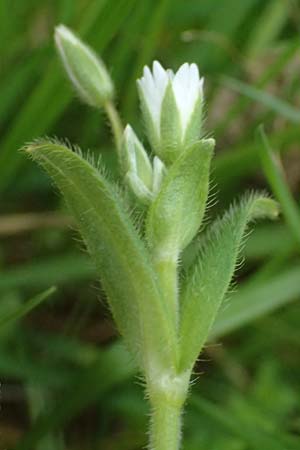 Cerastium tenoreanum \ Tenores Hornkraut / Tenore's Mouse-Ear, D K&ouml;nigsbach-Stein 23.4.2025
