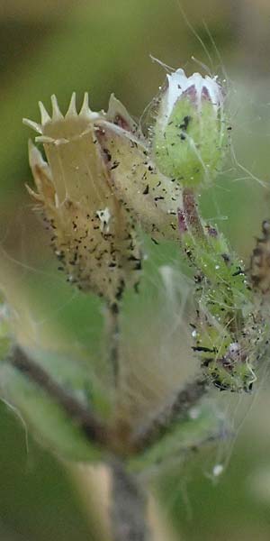 Cerastium subtetrandrum \ Vierm�nniges Hornkraut, D Erlangen 8.5.2025