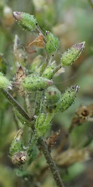 Cerastium subtetrandrum \ Vierm�nniges Hornkraut, D Erlangen 8.5.2025