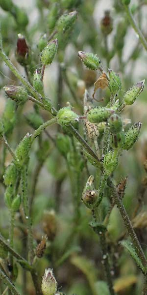 Cerastium subtetrandrum \ Vierm�nniges Hornkraut, D Erlangen 8.5.2025