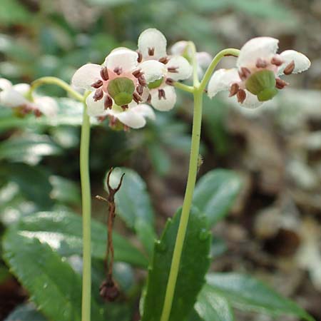 Chimaphila umbellata \ Doldiges Wintergr�n / Pipsissewa, D Babenhausen 20.6.2016
