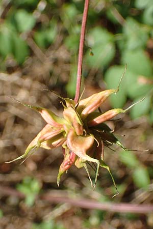 Clematis viticella \ Italienische Waldrebe / Italian Clematis, D Gro&szlig;-Gerau 21.9.2015