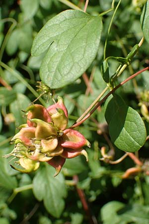 Clematis viticella \ Italienische Waldrebe / Italian Clematis, D Gro&szlig;-Gerau 21.9.2015