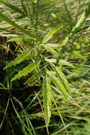 Cicuta virosa \ Wasser-Schierling / Cowbane, Water Hemlock, D Burghaun 30.7.2020