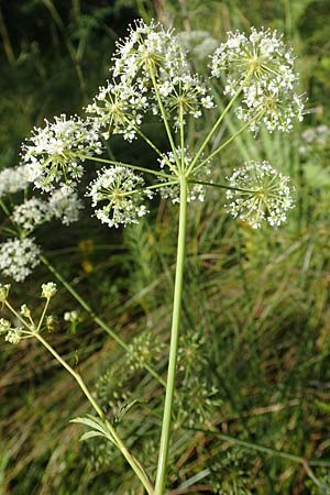 Cicuta virosa \ Wasser-Schierling / Cowbane, Water Hemlock, D Burghaun 30.7.2020