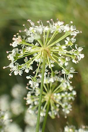 Cicuta virosa \ Wasser-Schierling / Cowbane, Water Hemlock, D Burghaun 30.7.2020