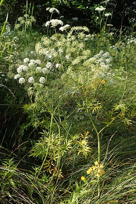 Cicuta virosa \ Wasser-Schierling / Cowbane, Water Hemlock, D Burghaun 30.7.2020