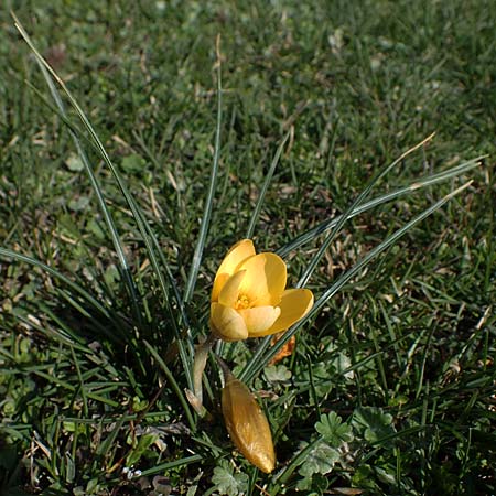 Crocus chrysanthus \ Kleiner Krokus, Balkan-Krokus / Snow Crocus, Golden Crocus, D Ludwigshafen 8.3.2021