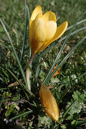 Crocus chrysanthus \ Kleiner Krokus, Balkan-Krokus / Snow Crocus, Golden Crocus, D Ludwigshafen 8.3.2021