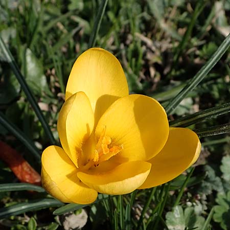 Crocus chrysanthus \ Kleiner Krokus, Balkan-Krokus / Snow Crocus, Golden Crocus, D Ludwigshafen 8.3.2021