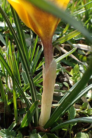 Crocus chrysanthus \ Kleiner Krokus, Balkan-Krokus / Snow Crocus, Golden Crocus, D Ludwigshafen 8.3.2021