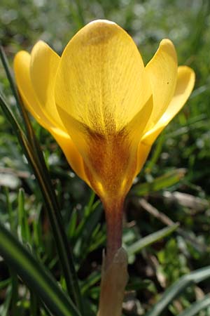 Crocus chrysanthus \ Kleiner Krokus, Balkan-Krokus / Snow Crocus, Golden Crocus, D Ludwigshafen 8.3.2021