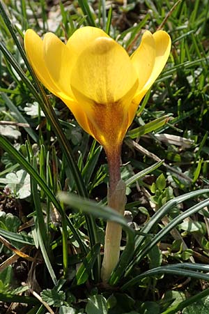 Crocus chrysanthus \ Kleiner Krokus, Balkan-Krokus / Snow Crocus, Golden Crocus, D Ludwigshafen 8.3.2021