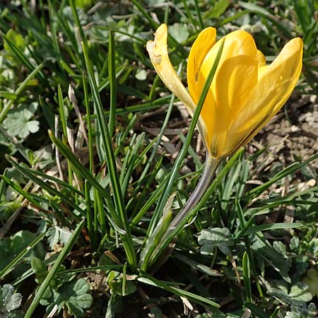 Crocus chrysanthus \ Kleiner Krokus, Balkan-Krokus / Snow Crocus, Golden Crocus, D Ludwigshafen 8.3.2021
