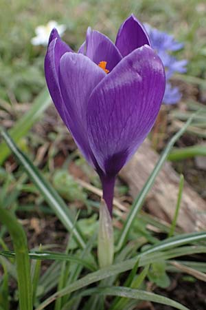Crocus vernus s.l., Spring Crocus