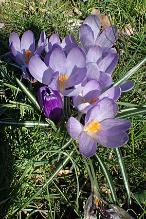 Crocus tommasinianus x vernus, Hybrid Crocus