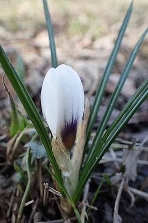 Crocus chrysanthus \ Kleiner Krokus, Balkan-Krokus / Snow Crocus, Golden Crocus, D Ludwigshafen 8.3.2021