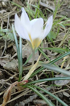 Crocus chrysanthus \ Kleiner Krokus, Balkan-Krokus / Snow Crocus, Golden Crocus, D Ludwigshafen 8.3.2021