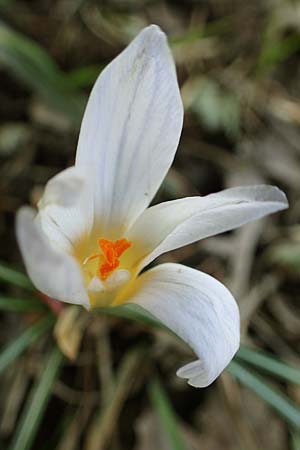 Crocus chrysanthus \ Kleiner Krokus, Balkan-Krokus / Snow Crocus, Golden Crocus, D Ludwigshafen 8.3.2021