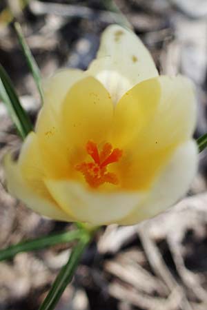 Crocus chrysanthus \ Kleiner Krokus, Balkan-Krokus / Snow Crocus, Golden Crocus, D Ludwigshafen 8.3.2021