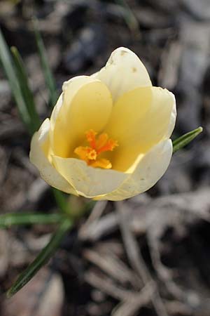 Crocus chrysanthus \ Kleiner Krokus, Balkan-Krokus / Snow Crocus, Golden Crocus, D Ludwigshafen 8.3.2021