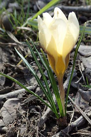 Crocus chrysanthus \ Kleiner Krokus, Balkan-Krokus / Snow Crocus, Golden Crocus, D Ludwigshafen 8.3.2021